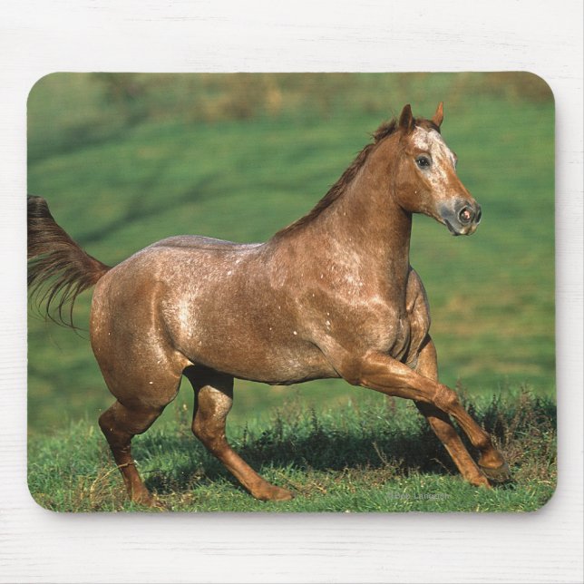 Mousepad Cavalo do Appaloosa que funciona no campo gramíneo (Frente)