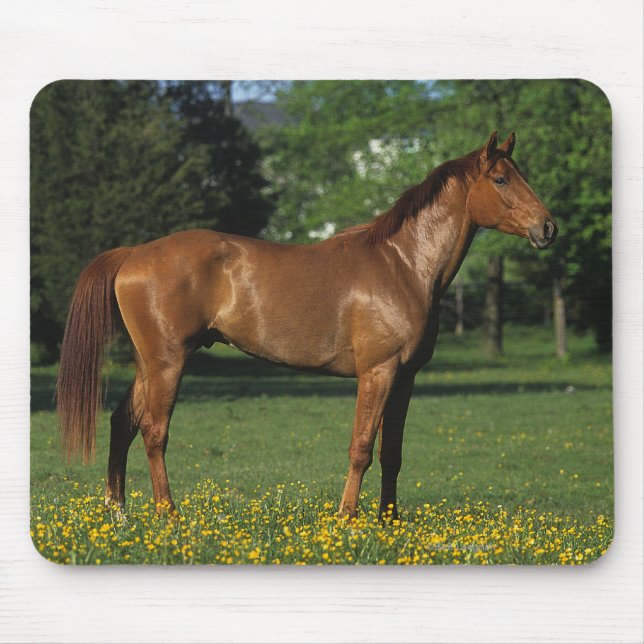 Mousepad Cavalo do puro-sangue nas flores (Frente)
