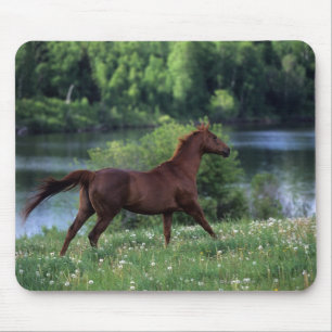 Mousepad Cavalo do puro-sangue que está nas flores