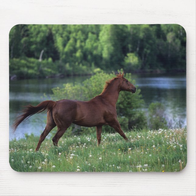 Mousepad Cavalo do puro-sangue que está nas flores (Frente)