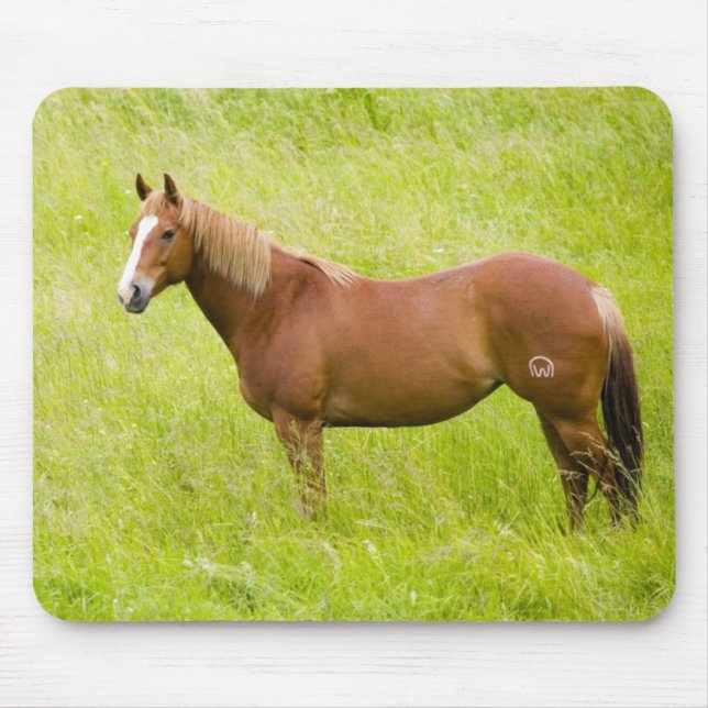 Mousepad Cavalo em Campo de Primavera (Frente)