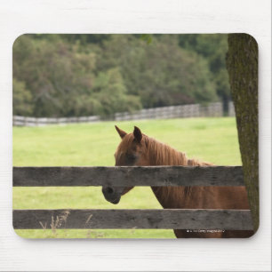 Mousepad Cavalo em uma fazenda que relaxa por uma árvore