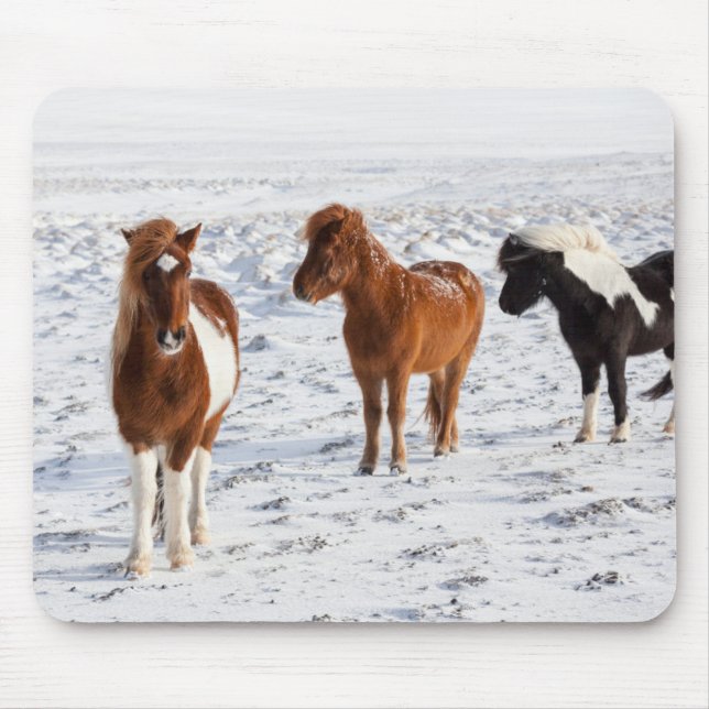 Mousepad Cavalo islandês com Casaco de inverno típico (Frente)
