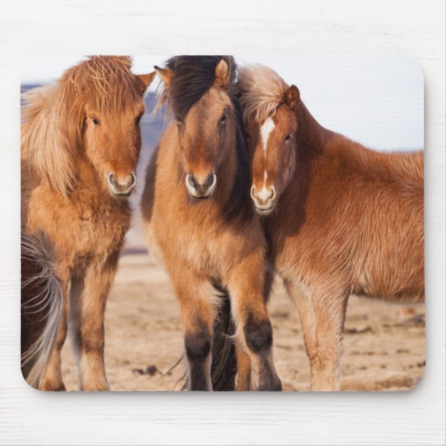 Mousepad Cavalo islandês durante o inverno (Frente)
