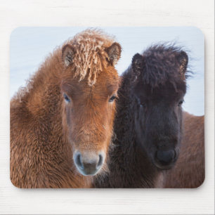 Mousepad Cavalo Islandês durante o inverno na Islândia