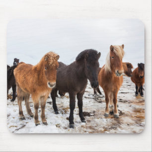Mousepad Cavalo islandês durante o inverno na Islândia