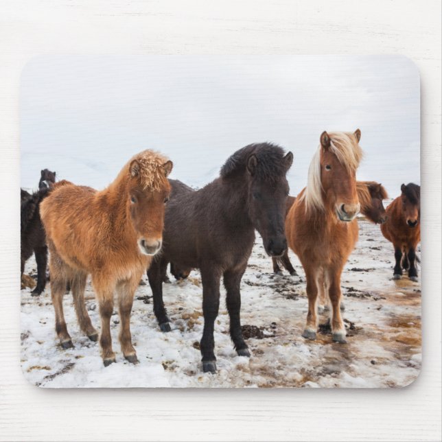 Mousepad Cavalo islandês durante o inverno na Islândia (Frente)