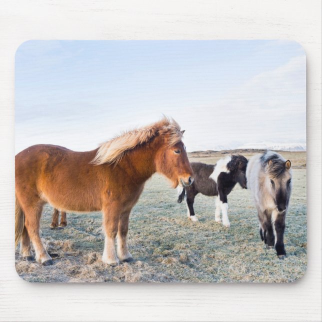 Mousepad Cavalo islandês durante o inverno na Islândia (Frente)