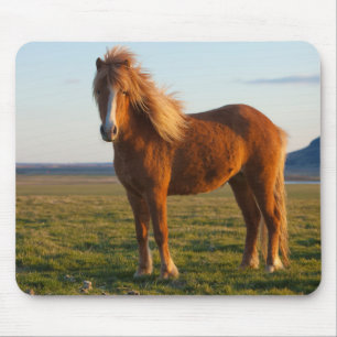 Mousepad Cavalo islandês na luz solar