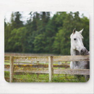 Mousepad Cavalo no campo que olha sobre a cerca