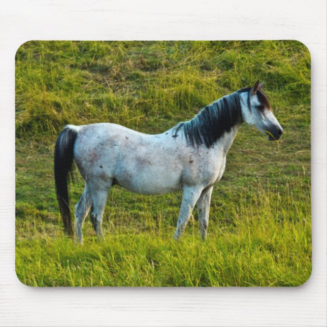 Mousepad cavalo Palouse, Colfax, Palouse Area, Washington (Frente)