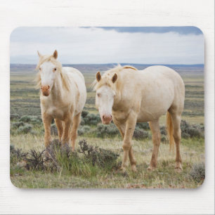 Mousepad Cavalo Selvagem Vagueando na Priaire de Cody