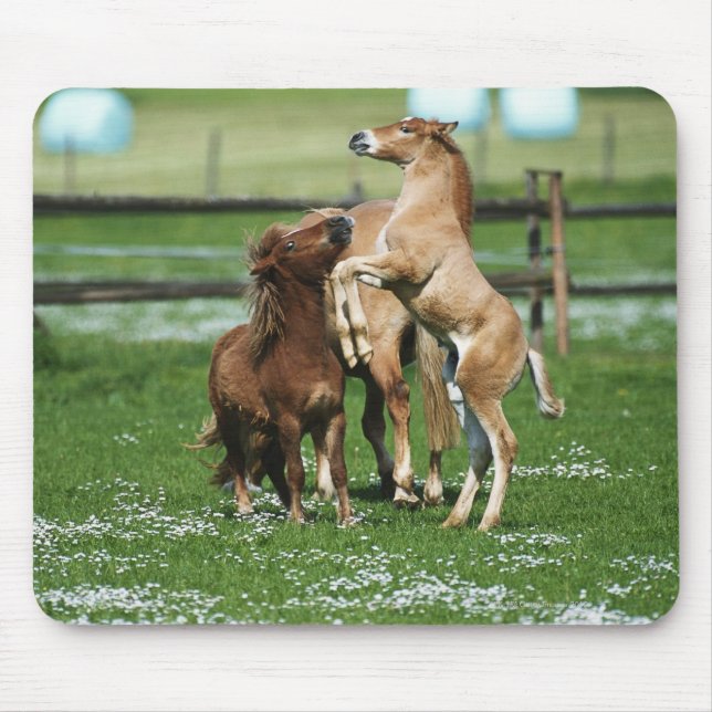 Mousepad Cavalos 3 (Frente)