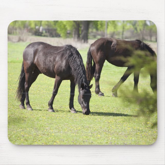 Mousepad cavalos a pastorear numa fazenda de cavalos (Frente)
