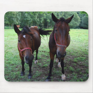 Mousepad Cavalos castanhos escuros no pasto