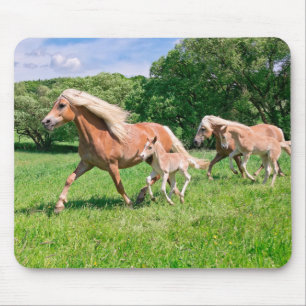 Mousepad Cavalos de Haflinger com Raios Bonitos Rodam Foto 