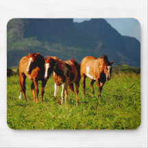 Cavalos de Kauai