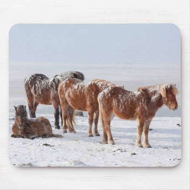 Mousepad Cavalos Islandeses Cobrados por Neve (Frente)
