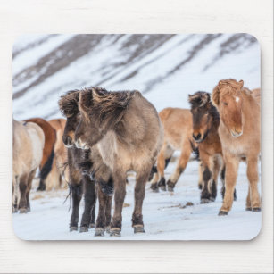 Mousepad Cavalos islandeses na pastagem de inverno perto de