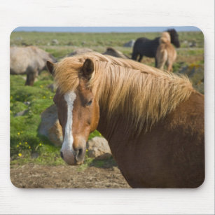 Mousepad Cavalos Islandeses no Nordeste da Islândia