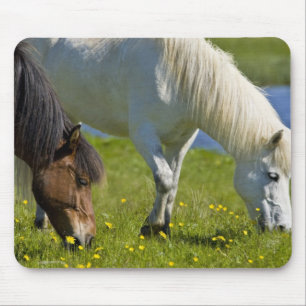 Mousepad Cavalos islandeses no oeste da Islândia.