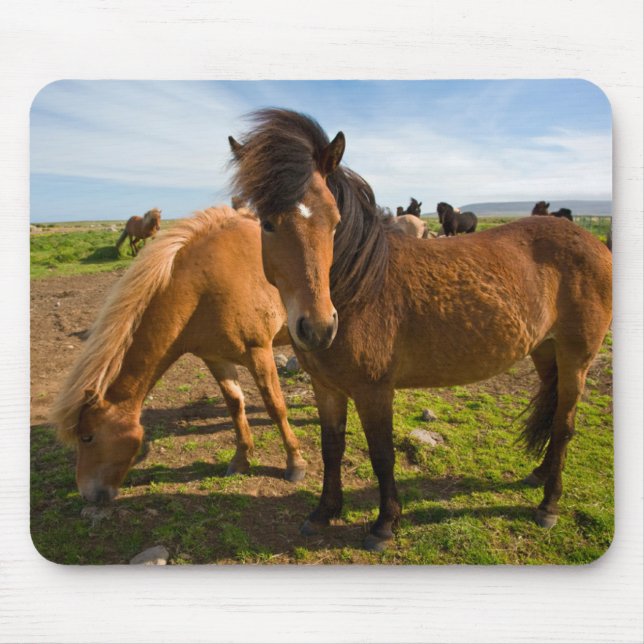 Mousepad Cavalos Islandeses Pastam (Frente)