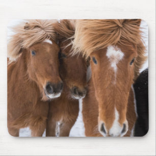 Mousepad Cavalos islandeses se aninham, Islândia