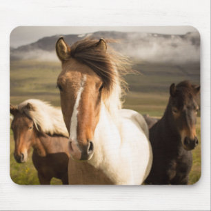 Mousepad Cavalos nas montanhas Bonitas e Majestosas