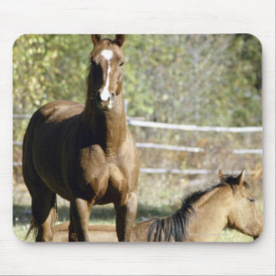Mousepad Cavalos no pasto