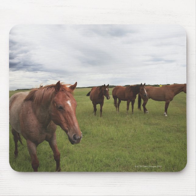 Mousepad Cavalos Num Campo (Frente)