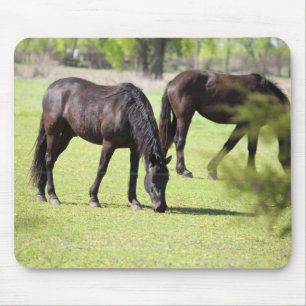 Mousepad cavalos que pastam em uma fazenda do cavalo