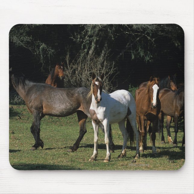 Mousepad Cavalos selvagens 1 do mustang (Frente)