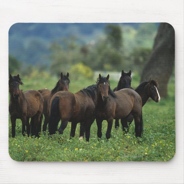 Mousepad Cavalos selvagens 3 do mustang (Frente)