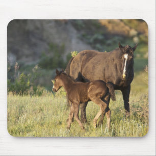 Mousepad Cavalos Selvagens no Theodore Roosevelt National P
