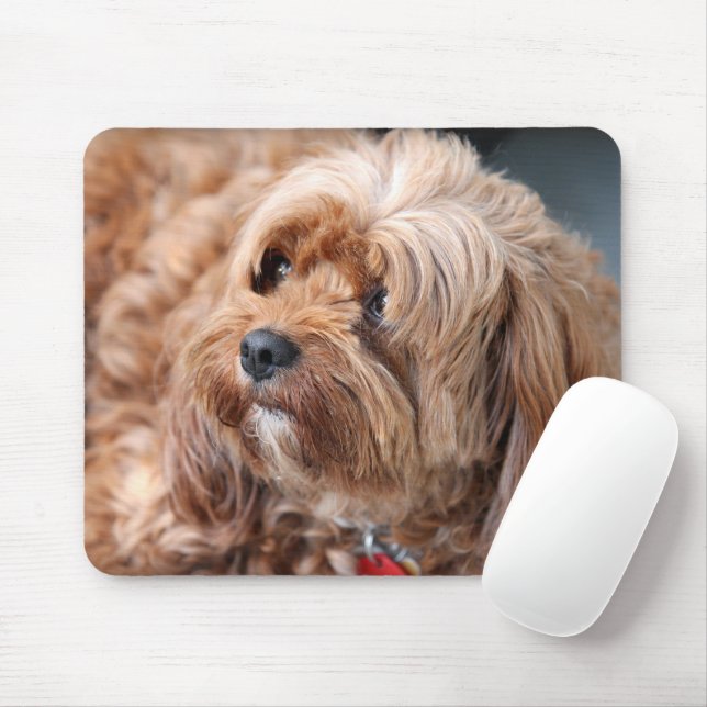 Mousepad Cavoodle Adorável (Com mouse)
