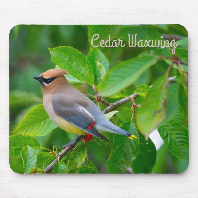 Mousepad Cedar Waxwing (Frente)