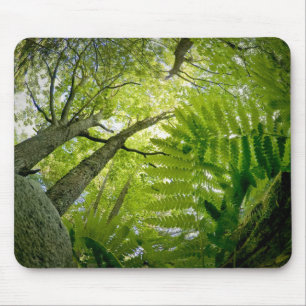 Mousepad Cena de floresta no Parque Nacional Acadia, Maine.