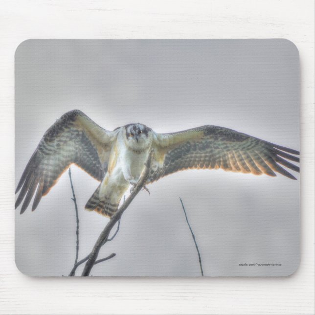 Mousepad Cena Fotográfica Juvenil Osprey Fish-Eagle Wildlif (Frente)