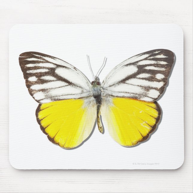 Mousepad Cepora aspasia (Frente)