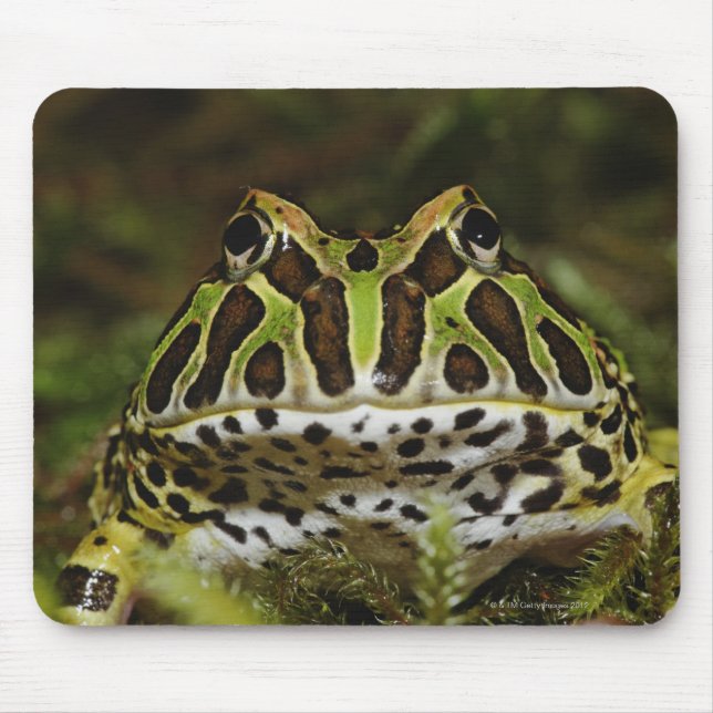 Mousepad Ceratophrys cranwelli (Frente)