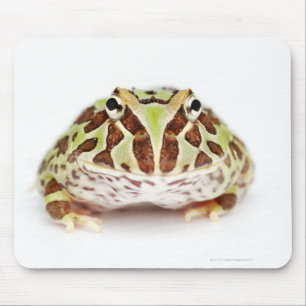 Mousepad Ceratophrys Cranwelli, o sapo Horned de Cranwell,