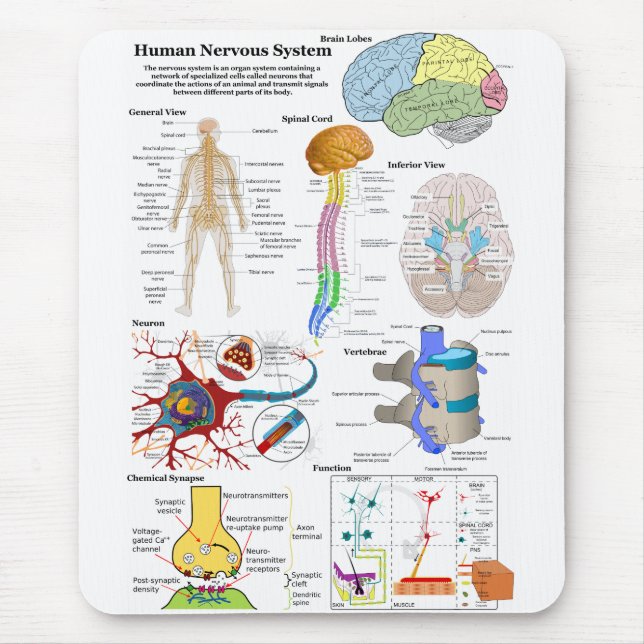 Mousepad Cérebro humano e diagrama de sistema nervoso (Frente)
