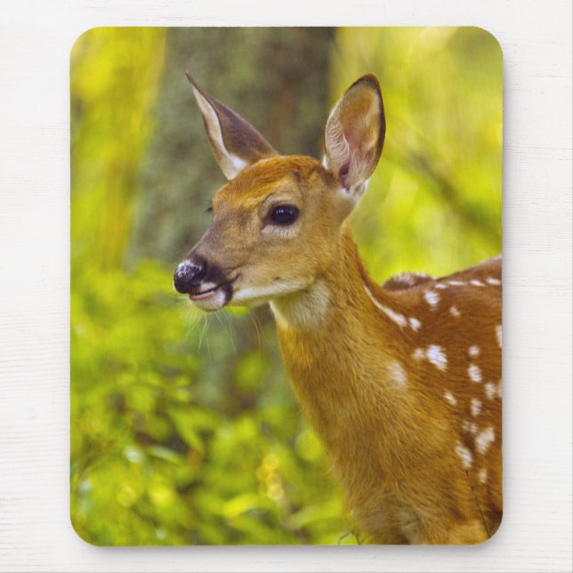 Mousepad Cervo-de-cauda-branca jovem em Whitefish, Montana, (Frente)