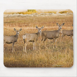 Mousepad Cervos de mula (hemionus do Odocoileus) um na