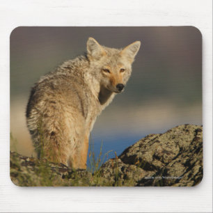 Mousepad Chacal