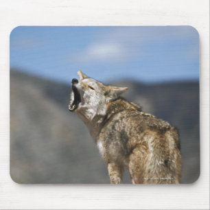Mousepad Chacal que urra do ponto culminante