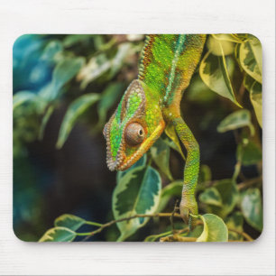 Mousepad Chameleon