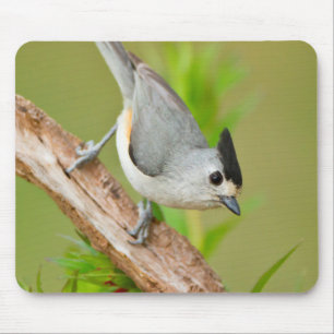 Mousepad Chapim-de-crista-preta