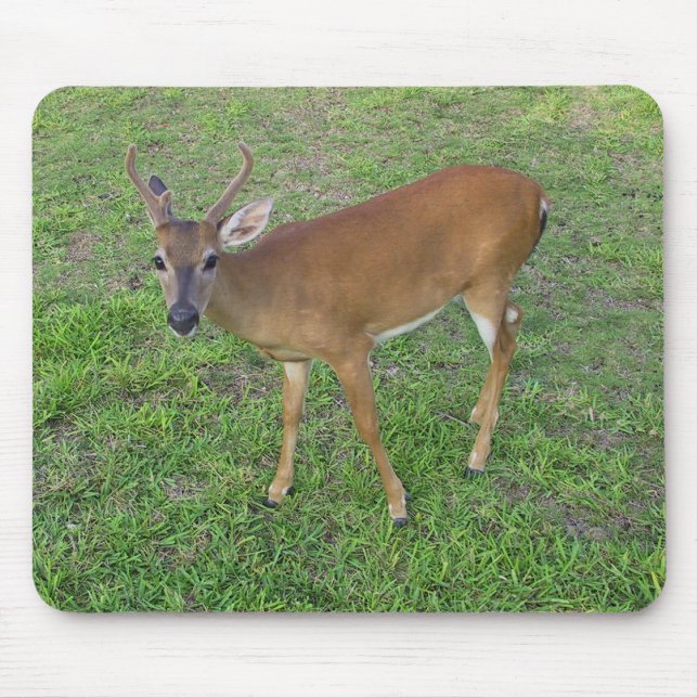 Mousepad Chave Deer (Frente)