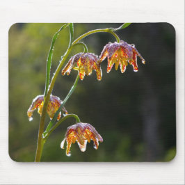 Mousepad Checker Lily Dew Gota Flor Foto © Sandy Long